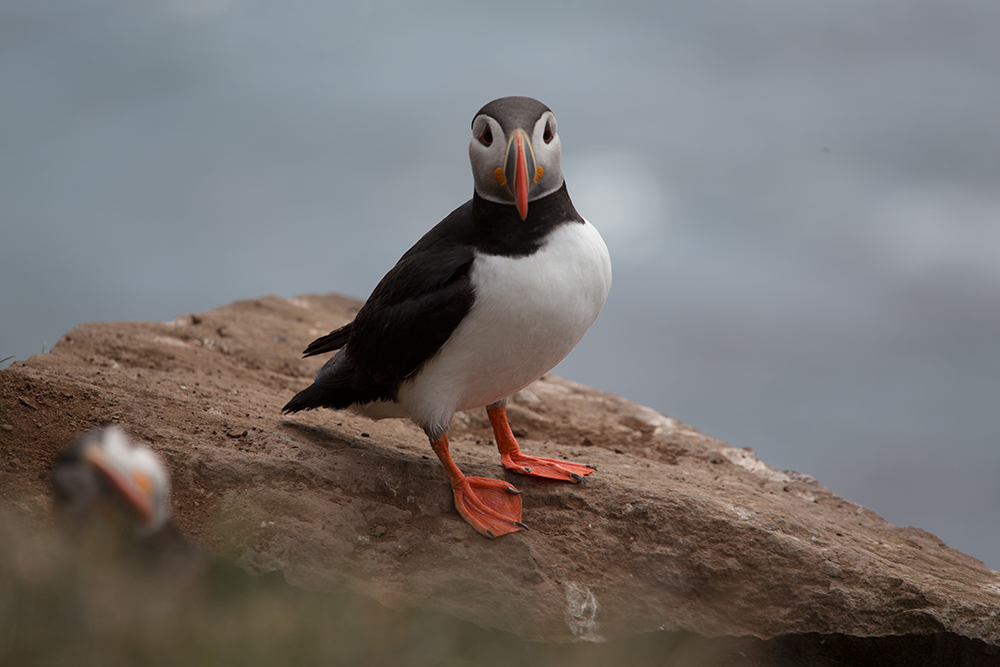 Puffin